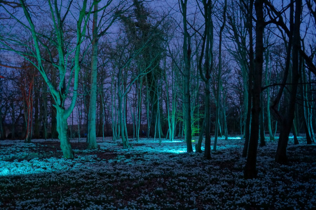 The snowdrops illuminated on last year’s Evening Snowdrop Walks at Attingham Park. Photo: ©National Trust/Sean Hattersley