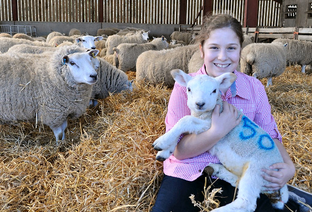 Visitor, Honor Jones (aged 11), holds one of the lambs at Spring Lambing Day 2014