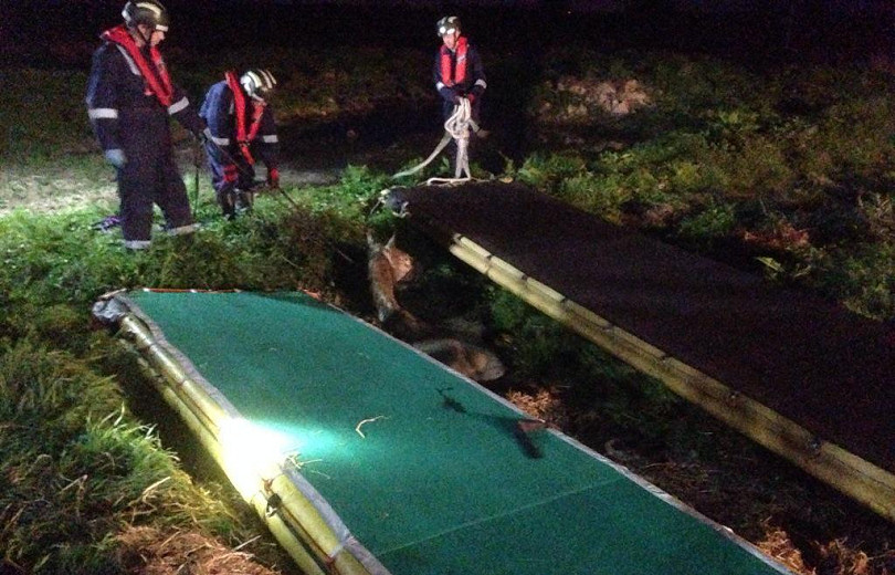 Charlie the horse being rescued after he run into a farmyard slurry lagoon. Photo: @FyrnwyEquine