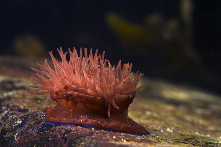 One of Alex Turner’s marine photography images