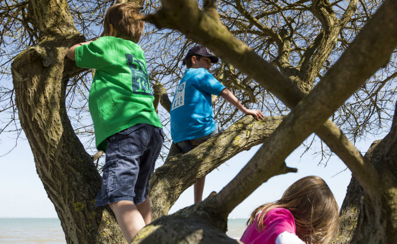 Children climbing tree
