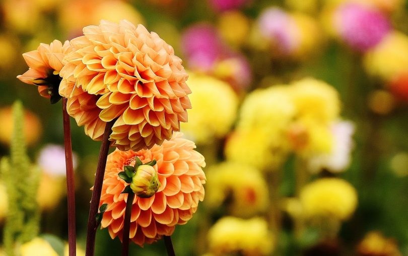Shrewsbury Flower Show 4