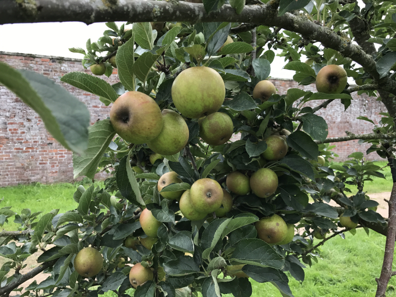 Apples in the orchard at Attingham Park. Photo: Chris Pritchard