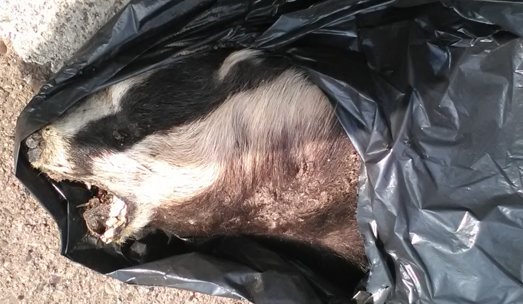 Badger dumped on M54
