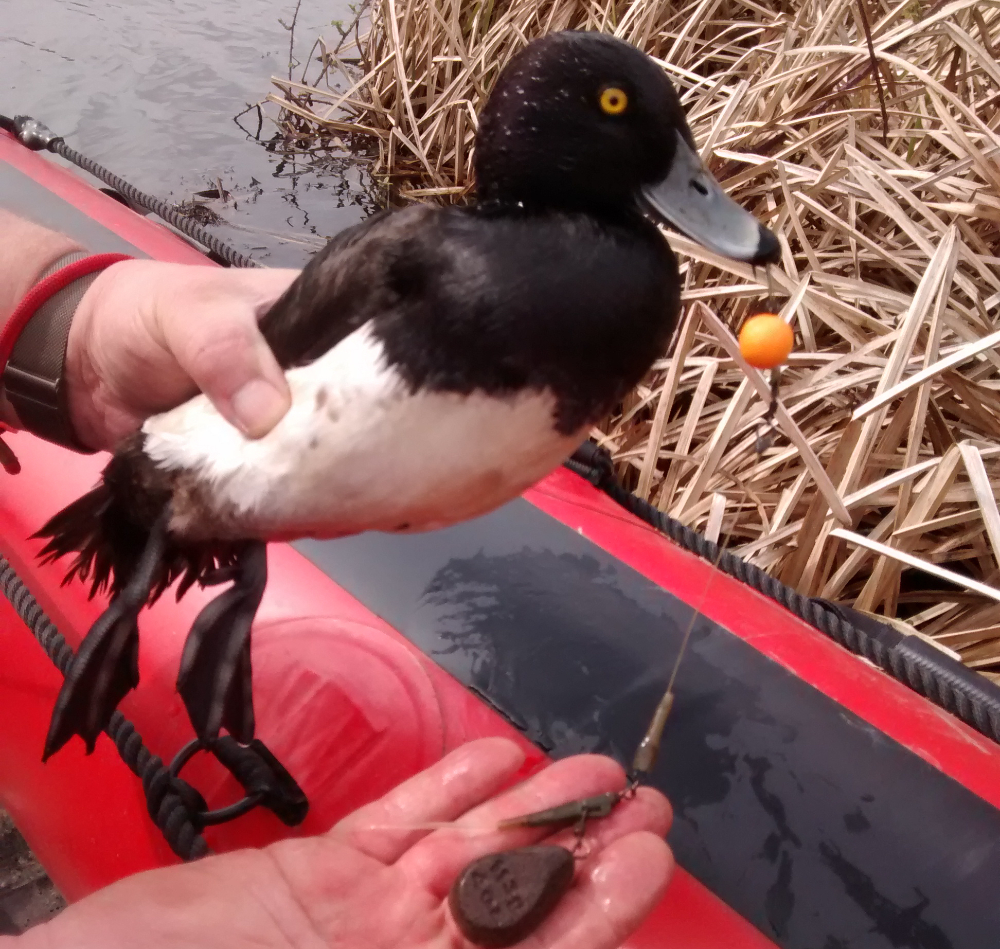 The tufted duck with a carp hook embedded in its beak. Photo: RSPCA