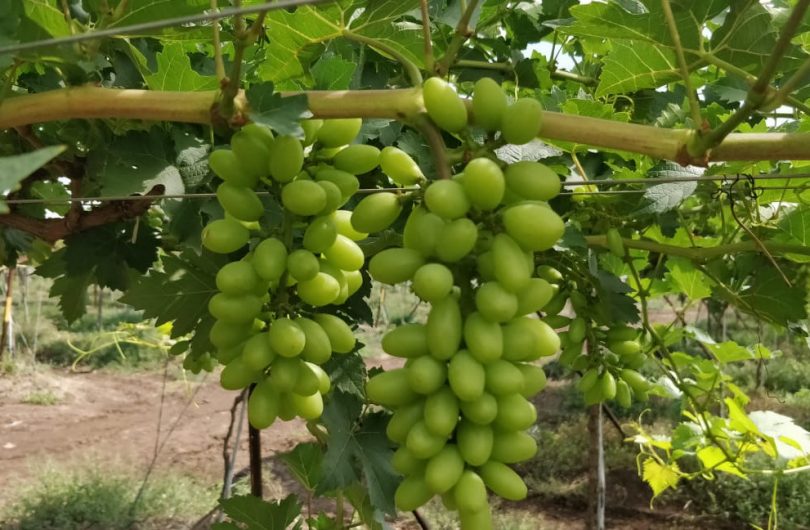 ARRA grapes growing in India