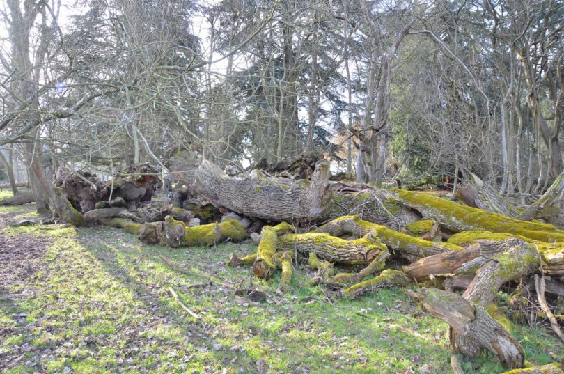 The Moor Park Oak, as it was called, was discovered to have collapsed by tree experts