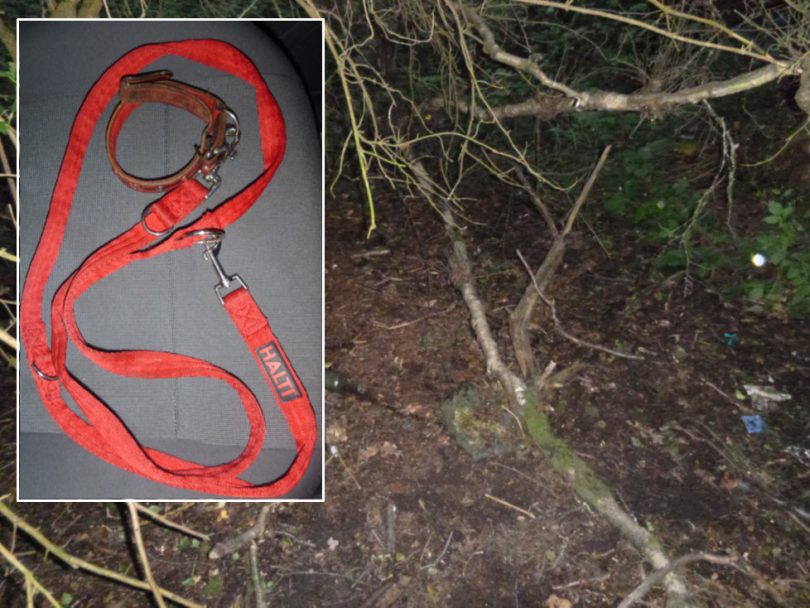 The dog was found tied to a tree branch in remote woodland near Telford with a red lead. Photo: RSPCA