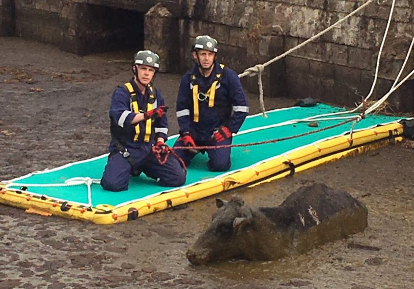 An inflatable rescue path was used to access the animal. Photo: @SFRS_JBainbr