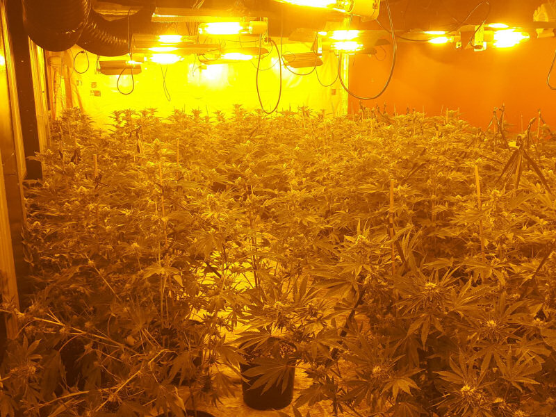 Police seized a substantial amount of cannabis. Photo: @LpptNWestMercia