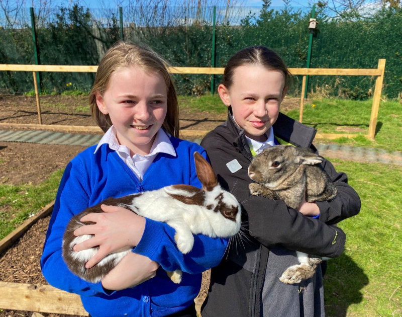 Longlands new rabbits settling in nicely with Year 6 pupils.