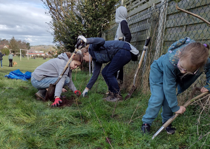 A 150m long hedge has been planted by local residents in Bridgnorth