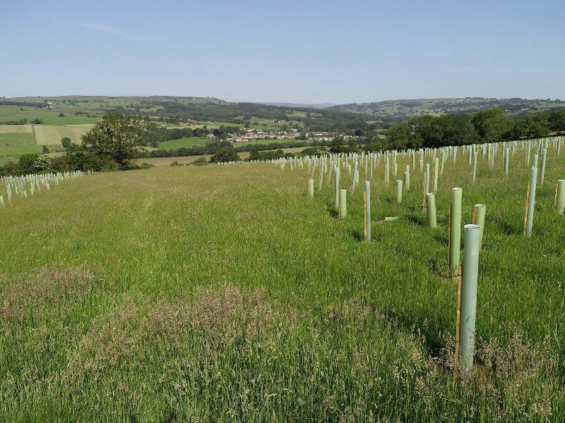 Trees planted on behalf of FBC Manby Bowdler at Dowgill Grange in Summerbridge, North Yorkshire