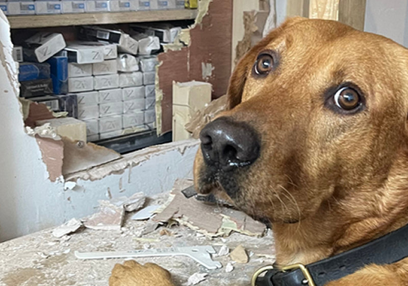 Cooper, a Labrador followed its nose to track down cigarettes stashed behind a fake wall. Photo: Telford & Wrekin Council