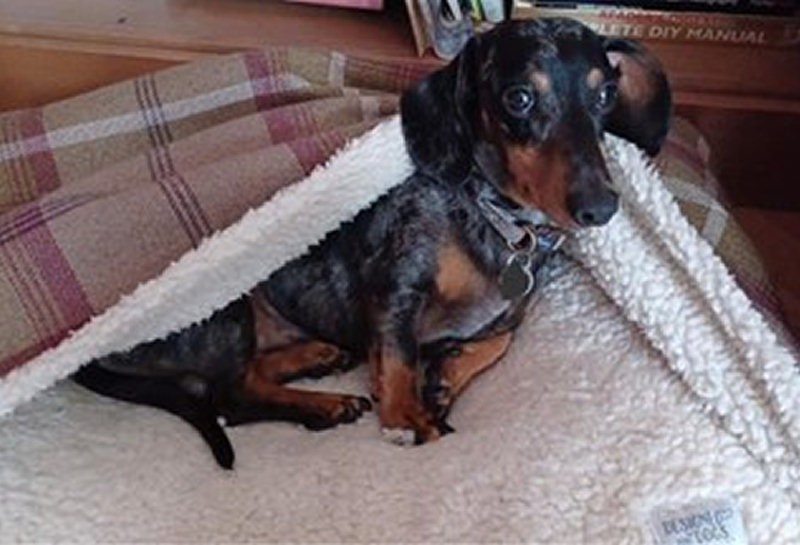 Eric was rescued from the property and is now living in a loving home