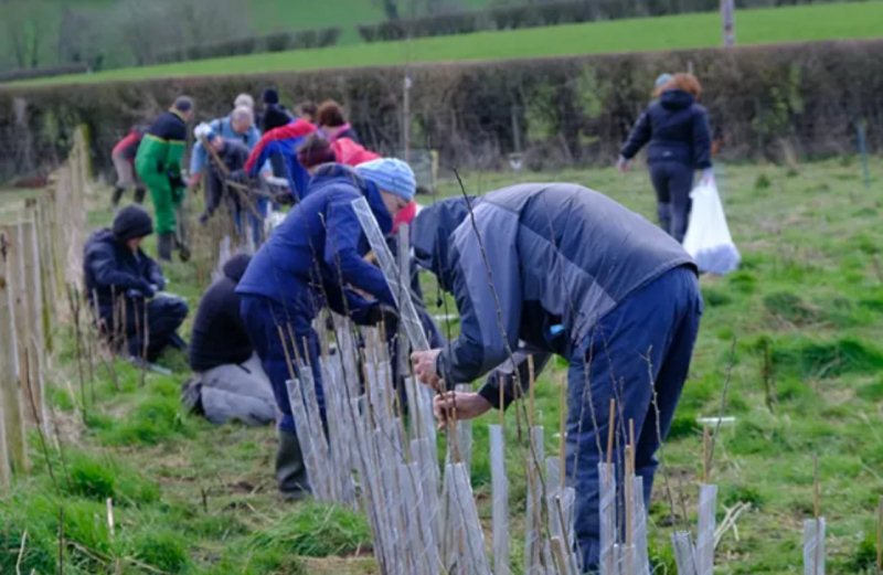Volunteers will be planting hedgerows across the county. Photo: CPRE