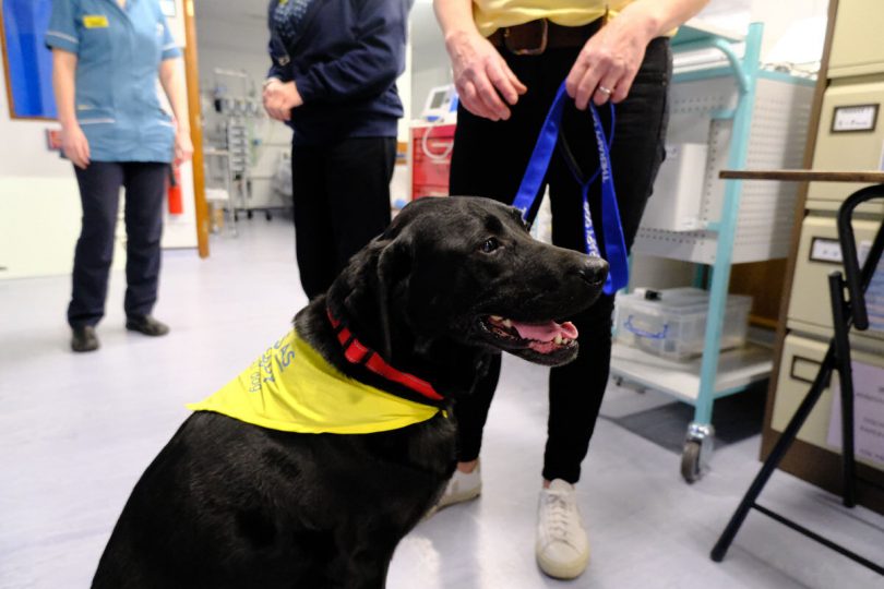Therapy dog Pip on a visit