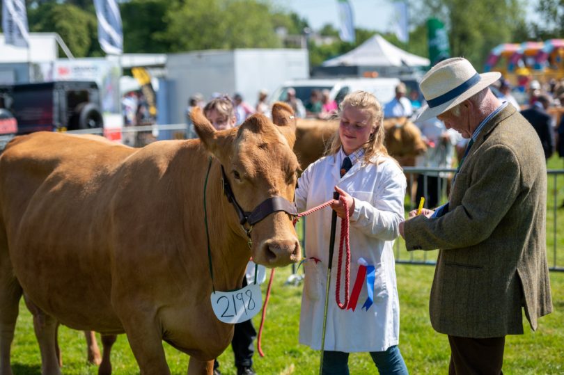 There were plenty of entries in the cattle classes at the show
