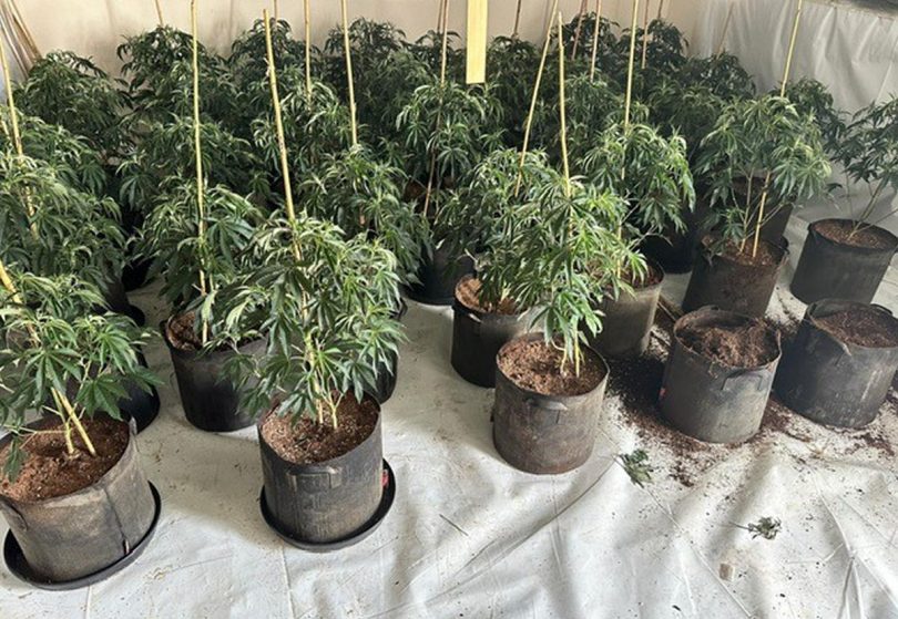 Around 900 cannabis plants were seized at the property. Photo: West Mercia Police