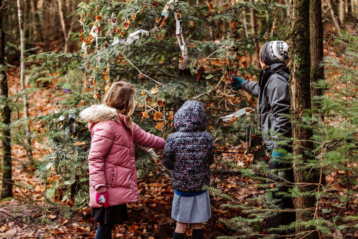 The Tree Trail will be open daily in Comer Woods, on the National Trust’s Dudmaston Estate. Photo: Nation Trust