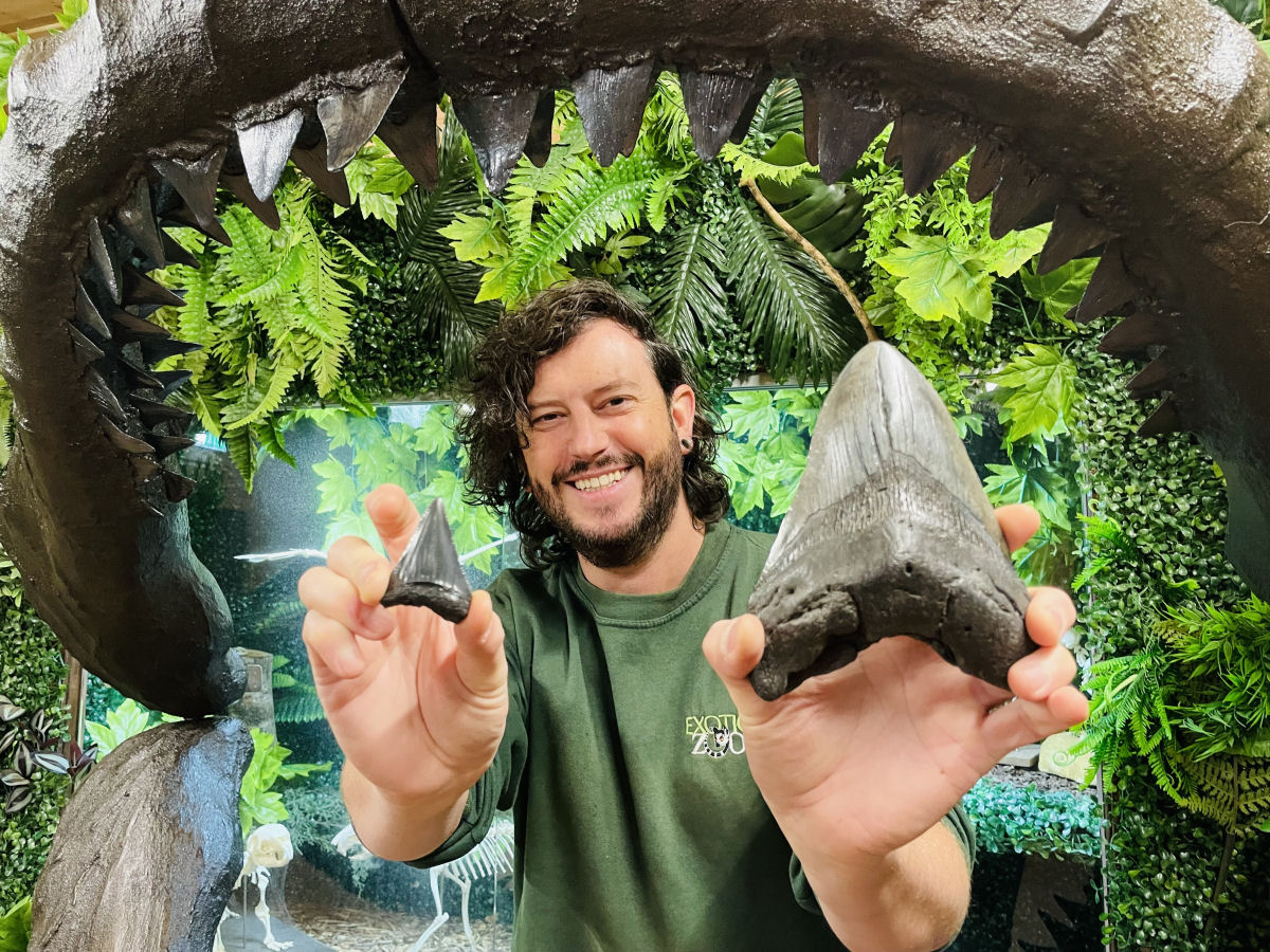 Museum Curator and Exotic Zoo Director, Scott Adams pictured with a Great White Shark tooth side by side with Megalodon