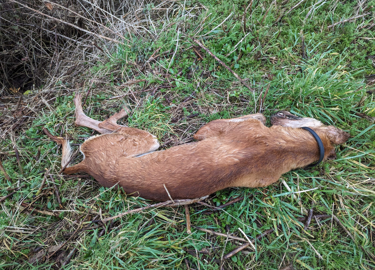 The lurcher was found in a field in Much Wenlock. Photo: RSPCA.