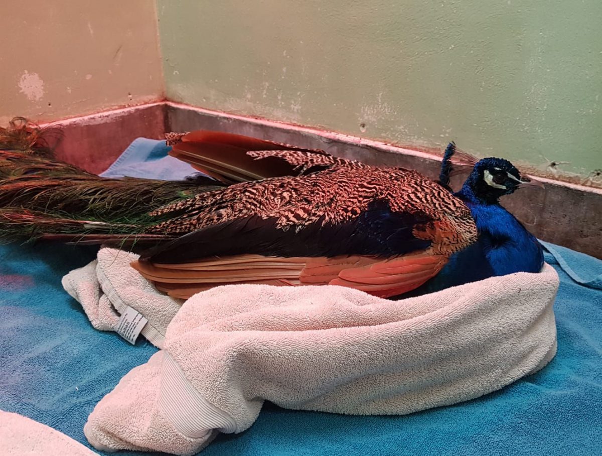 The peacock was put to sleep on welfare grounds to prevent further suffering