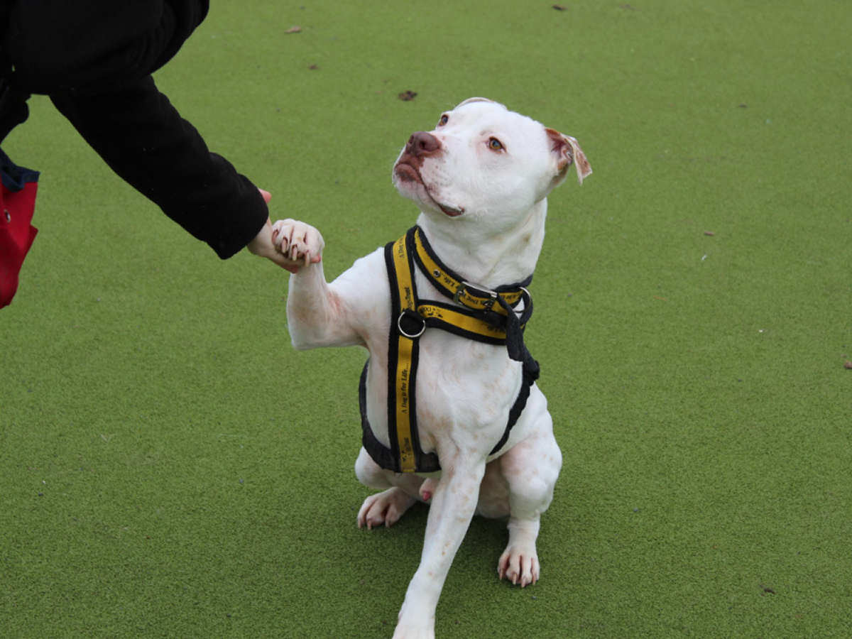 Having been found as a stray, young Charlie has come on in leaps and bounds and proven himself to be a clever boy.