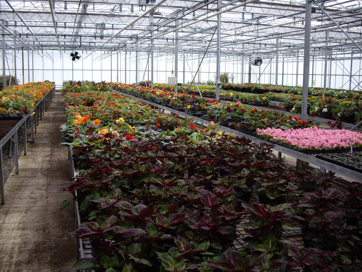 The site, at Weeping Cross, nurtures more than 300,000 blooms.