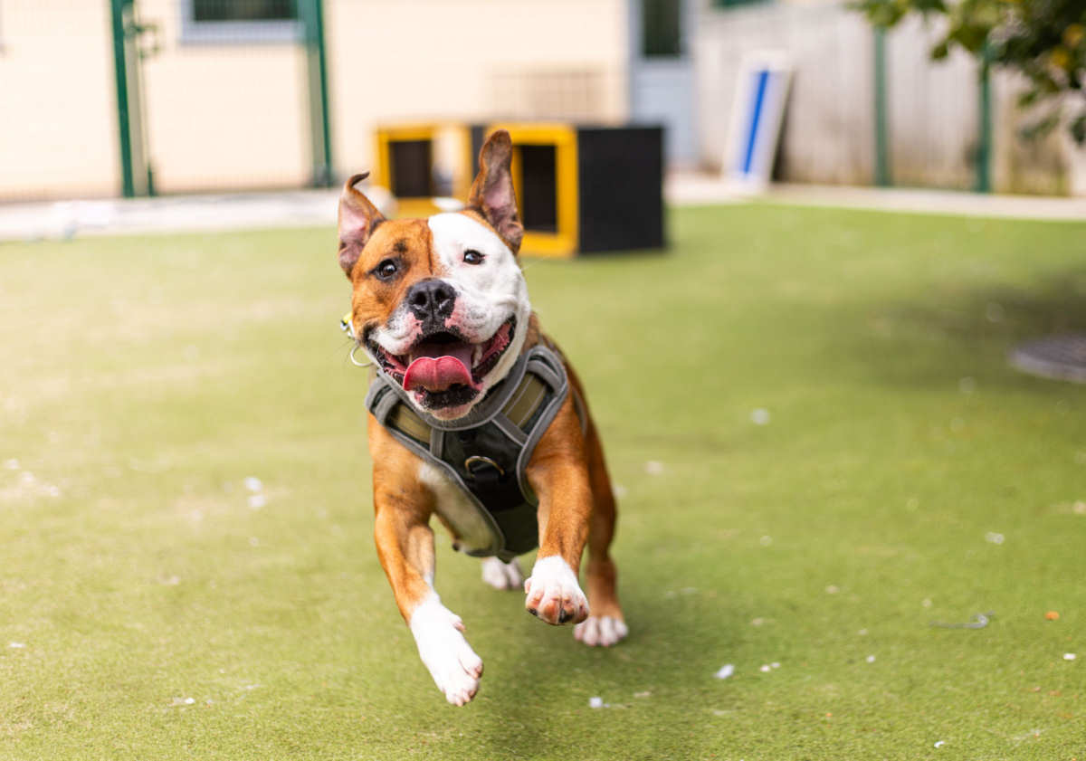 Cardi is one of the many dogs that Dogs Trust is currently caring for after they have been found wandering the streets alone