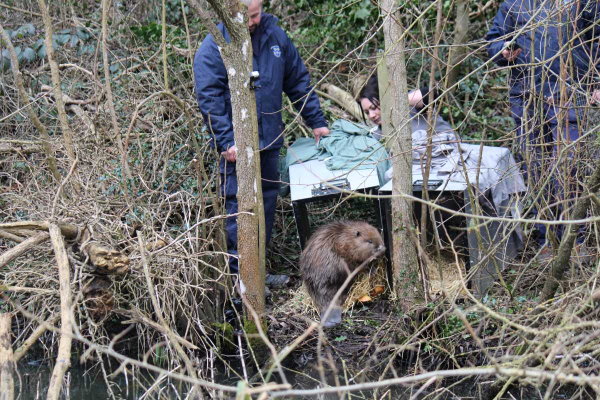 A male Eurasian Beaver is released at the Old River Bed in Shrewsbury. Photo: Shropshire Wildlife Trust