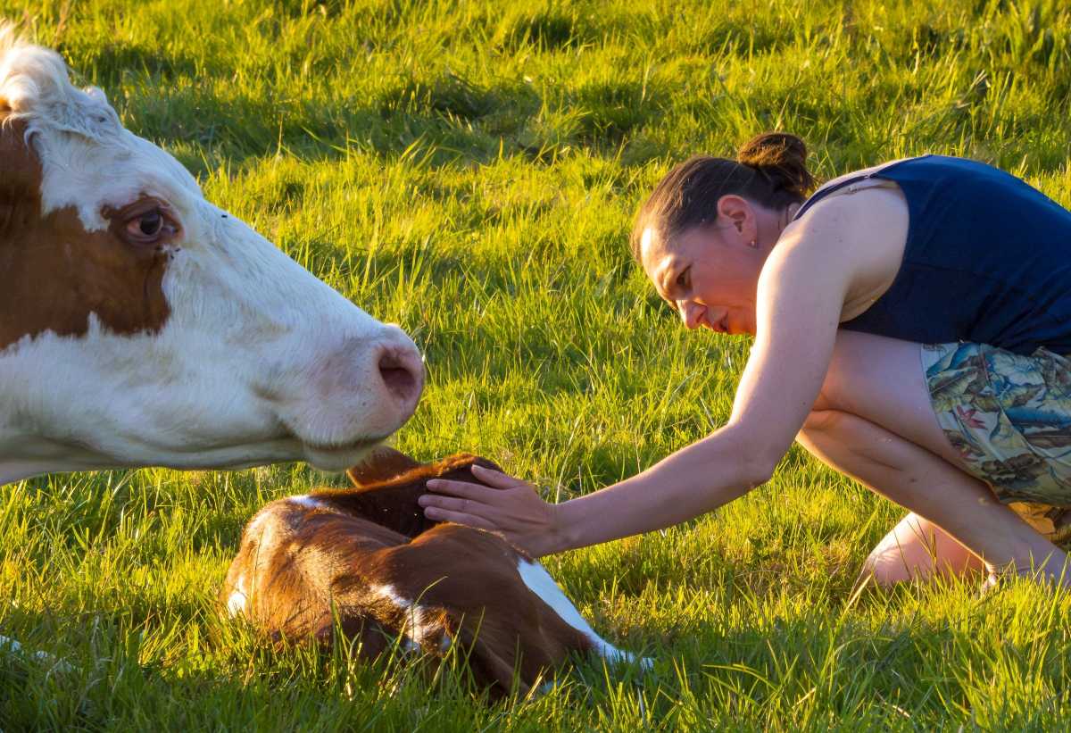 Caption Casha Bowles-Jones with a newborn calf from the cow and calf dairy herd