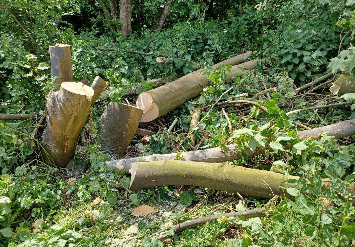 The tree was deliberately cut down near the Princess Royal Hospital. Photo: West Mercia Police