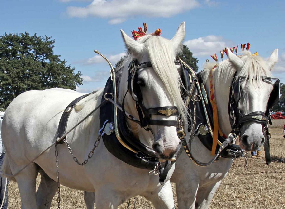 The Working Field which demonstrates timeless traditions, such as a magnificent team of beautiful shire horses. Photo: Philip Davies