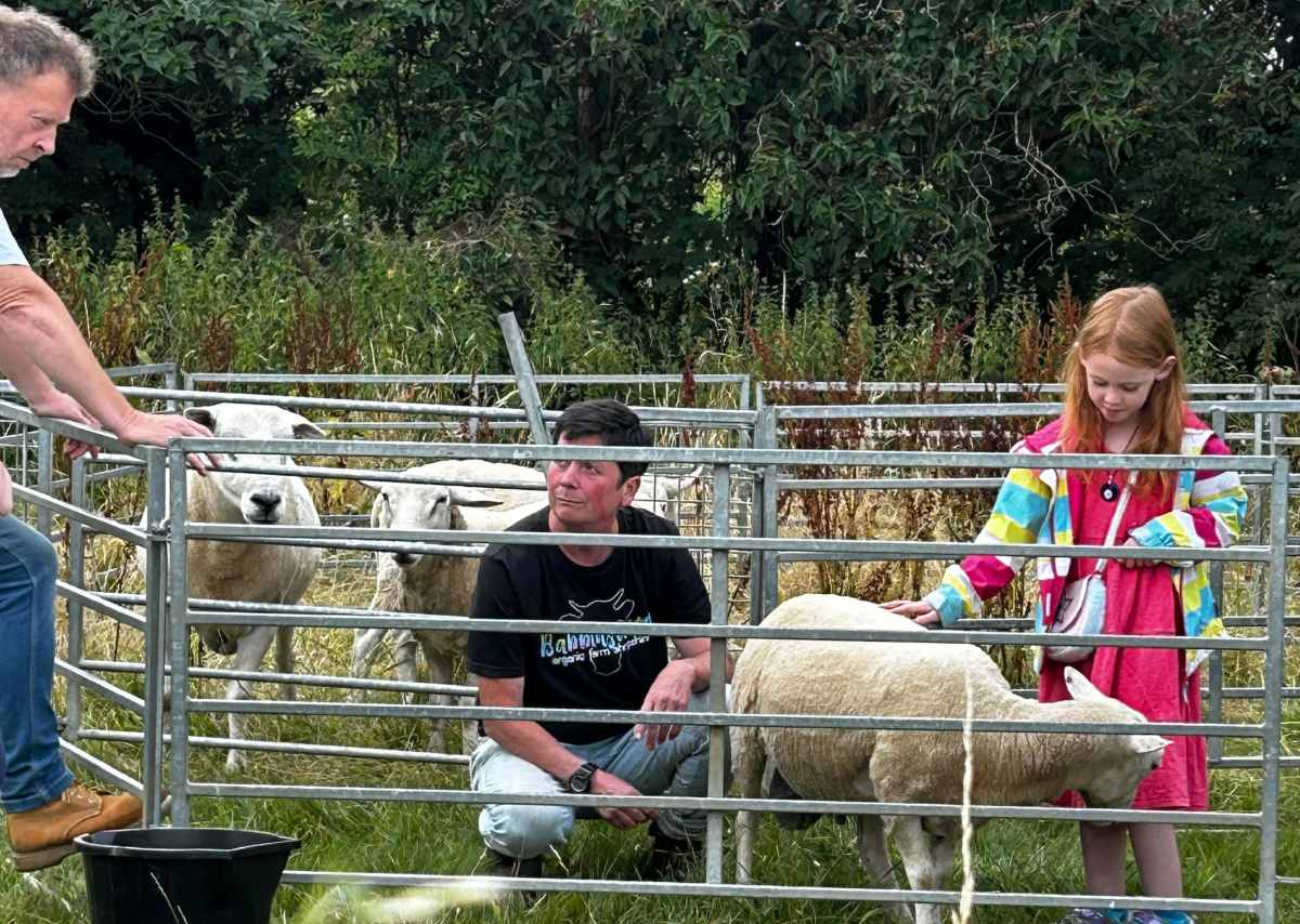 A young visitor enjoys meeting the lambs at Babbinswood Farm