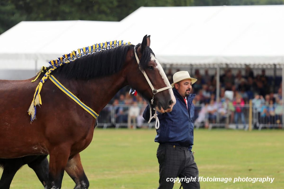 Stunning heavy horses impressed the flock of spectators in the Members Grandstand. Photo: Ffotoimage photography