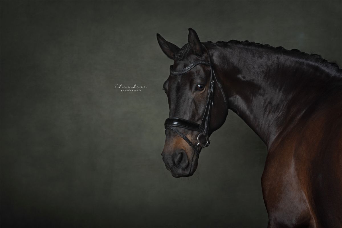 Caz’s shortlisted image, titled Noble Companion, is a striking equine studio portrait of Riley, captured in her signature fine art style